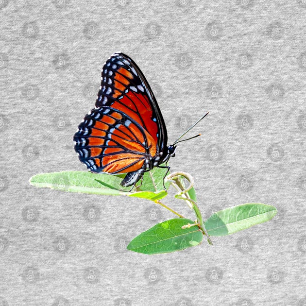 Viceroy Butterfly by dalyndigaital2@gmail.com